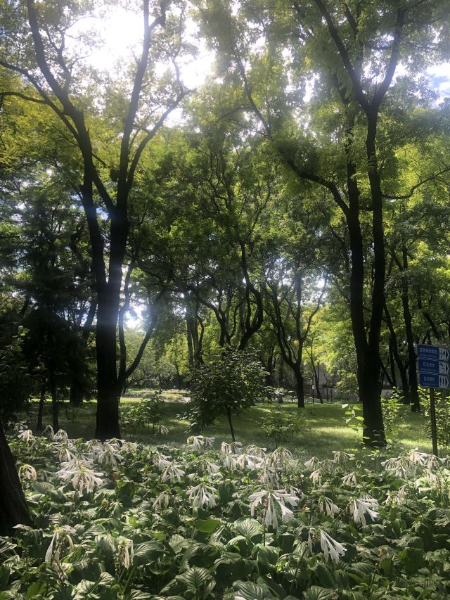 玲珑公园旅行图片 4