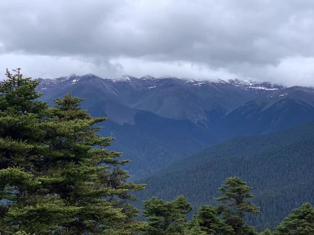 鲁朗林海风景区旅行图片 2