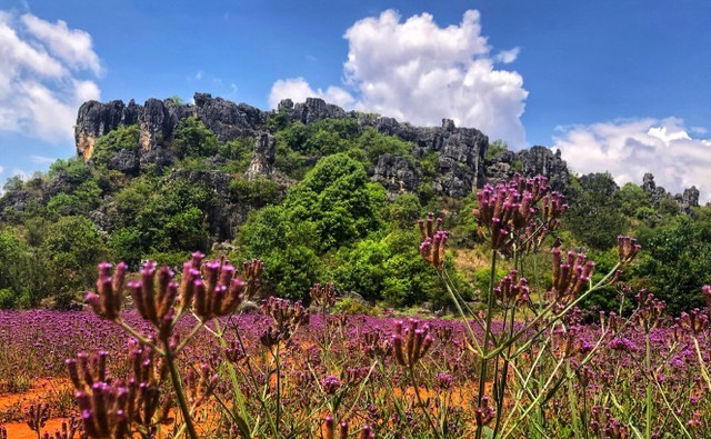 乃古石林——🌼赏花海，⛰看奇石