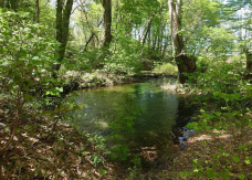 Nakajimadai Shishigahana Marsh-仁贺保市-C-IMAGE