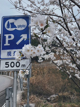 宁波赏樱线路，行驶在四明最美樱花发夹弯，像是瞬间走进漫画世界