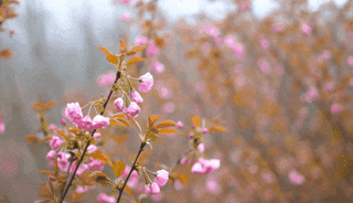 汶川100景 | 实拍!400亩樱花迎春盛放,快来这里感受“粉色暴击”!