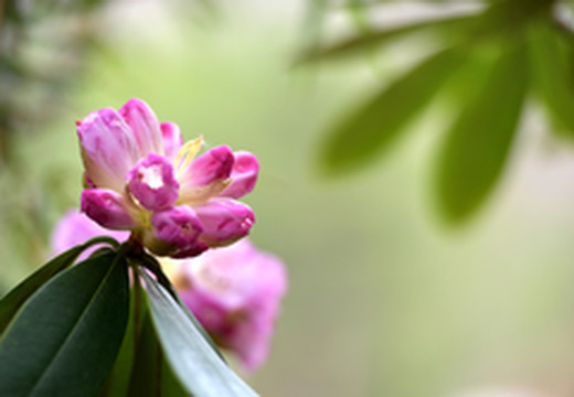 镇安游记图片] 西北第一 木王国家森林公园高山杜鹃美极了