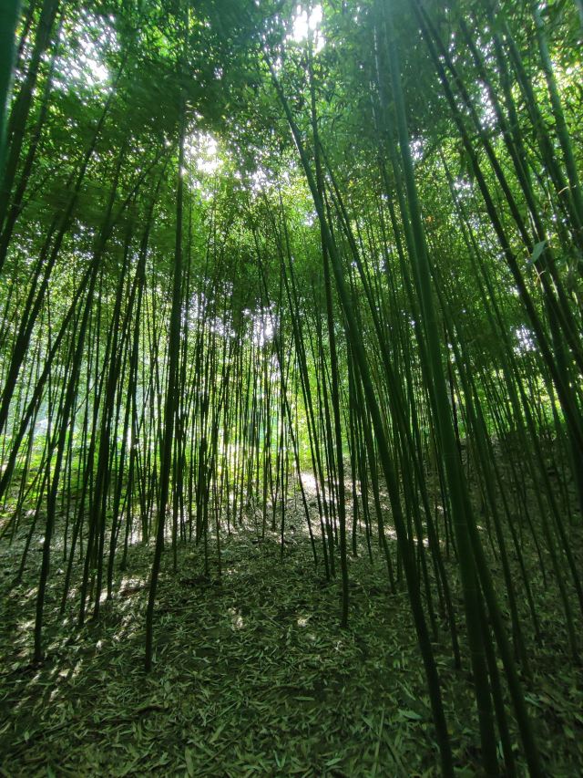 双秀公园旅行图片 9