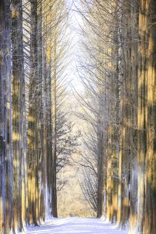 水杉大道-春川市