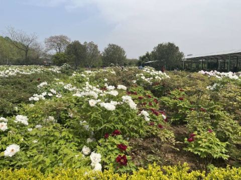 天囿牡丹园