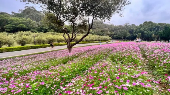 東莞桂花園