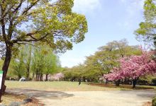 大宫第二公园景点图片