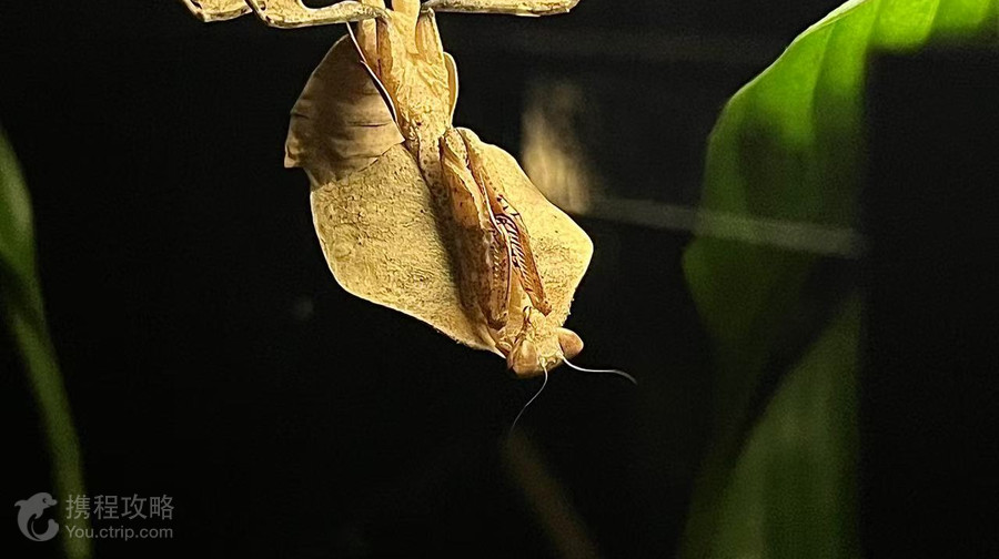 深圳活體昆蟲博物館