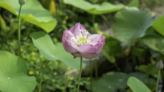 蓮花湖風景區