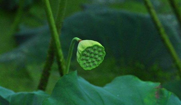 燕都古城丨国庆畅玩路线，保定旅游哪里强！（一）