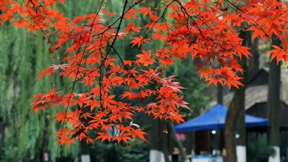蓮花莊公園