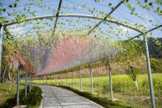 墨潭桃花岛-吉水-C-IMAGE