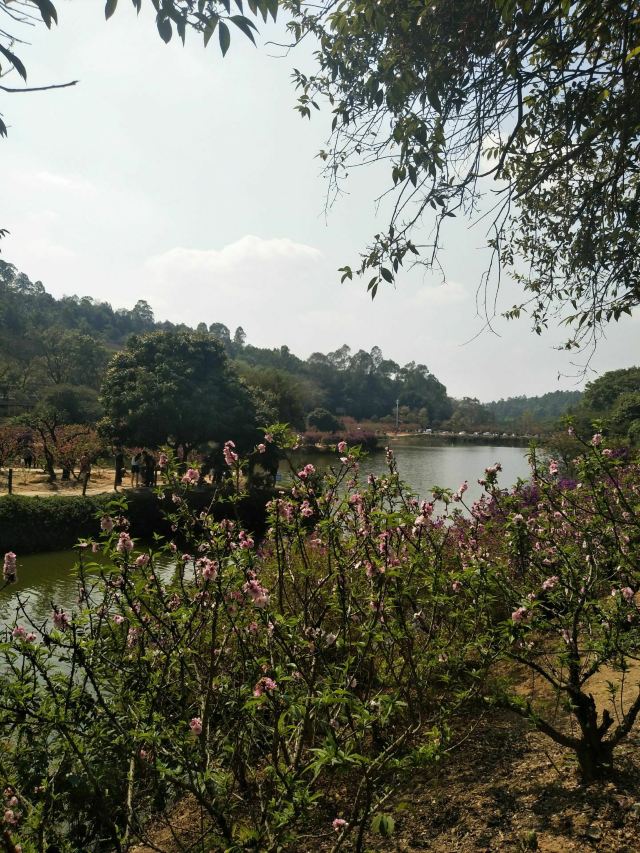 南国桃园旅行图片 1