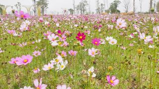 格桑花、向日葵、禾雀花...来三水,邂逅一场绚烂花事!