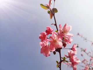 记录美好周末，崇明春日之旅~