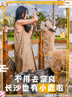 免费打卡长沙小“奈良”！喂小鹿撸羊驼！