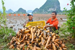 莲藕节开幕啦!趣玩乡野·藕遇峰林!十万莲藕等你免费开挖,免费带走!