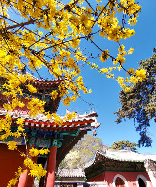 戒台古寺赏花记