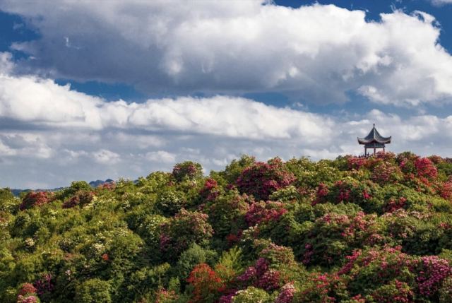杜鹃花广场旅行图片 3