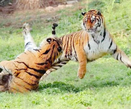 爱保野生动物世界