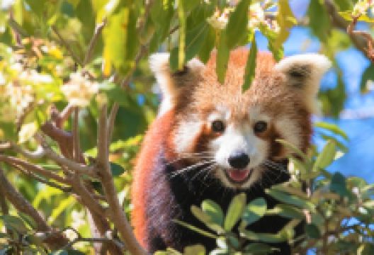 西姆比欧野生动物园景点图片