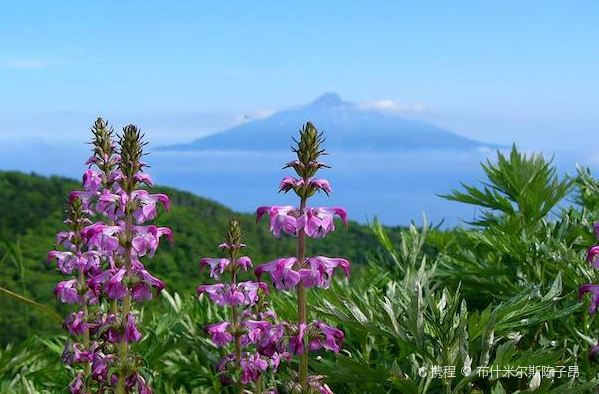 在日本最北端的花之浮岛礼文岛和导游一起去