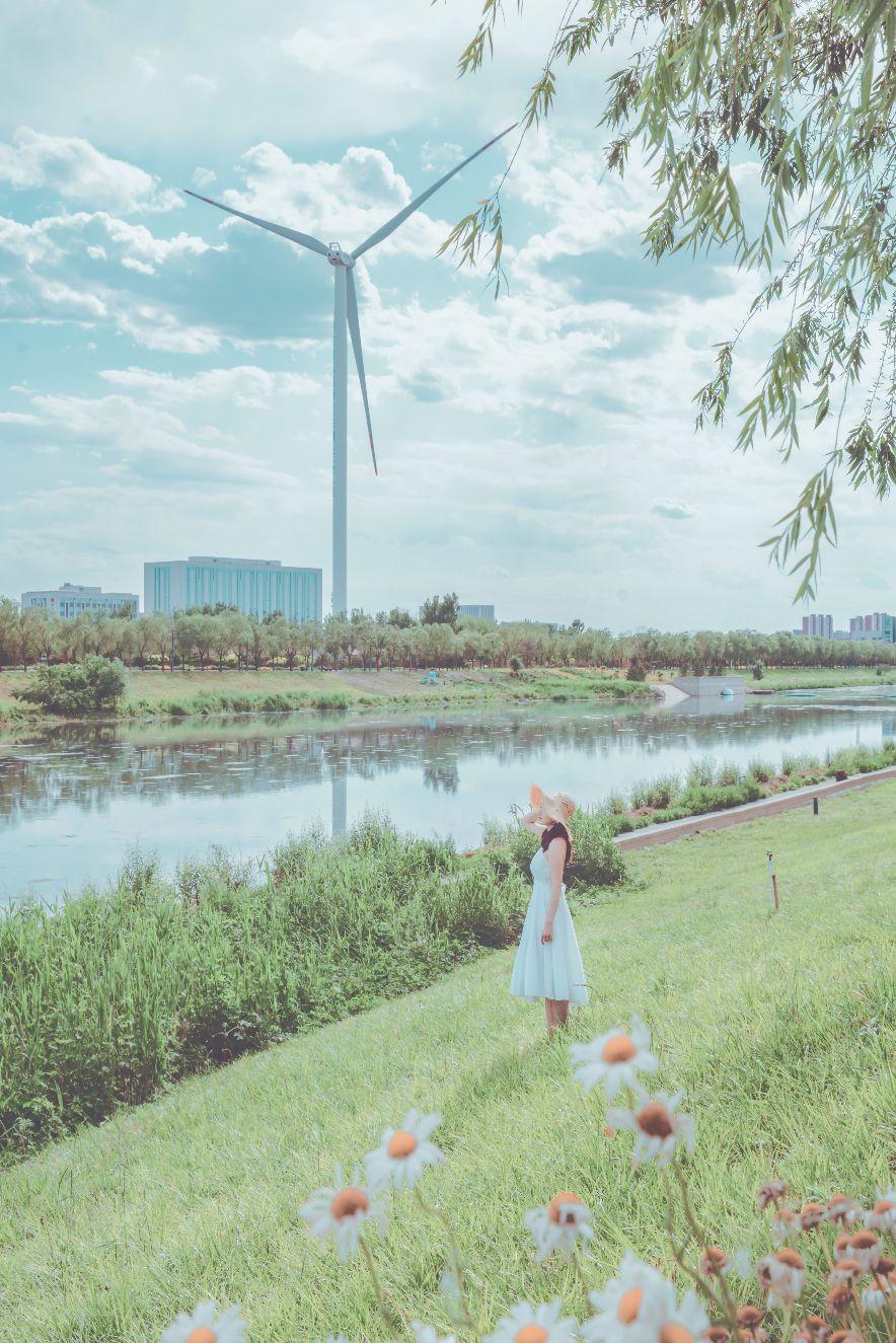 北京有小雏菊花海芦苇风车的宝藏公园