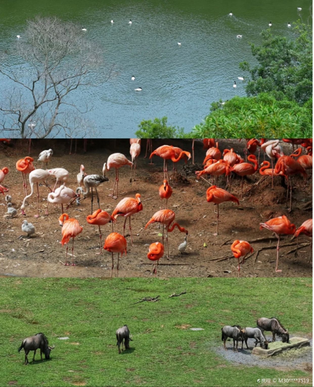广州旅游 | 长隆野生动物园🦒一看必懂