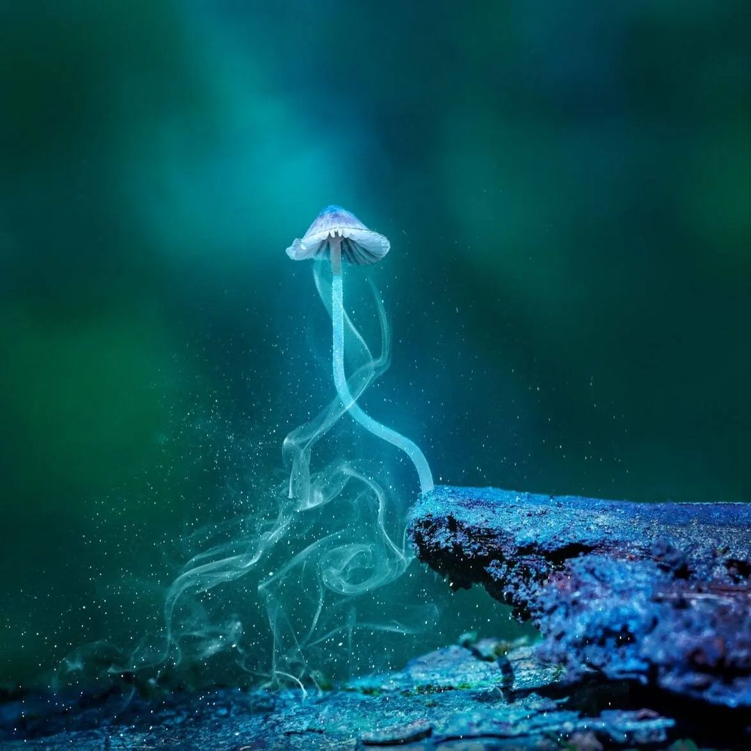 听说过生物发光蘑菇吗？