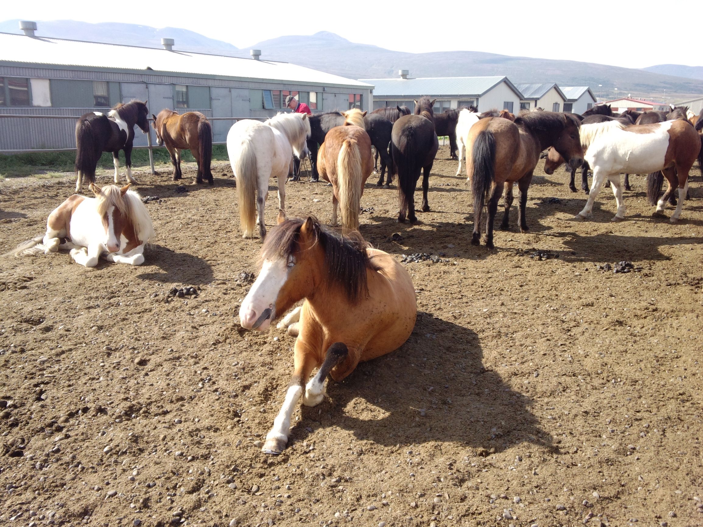玩乐冰岛# 骑冰岛纯种马