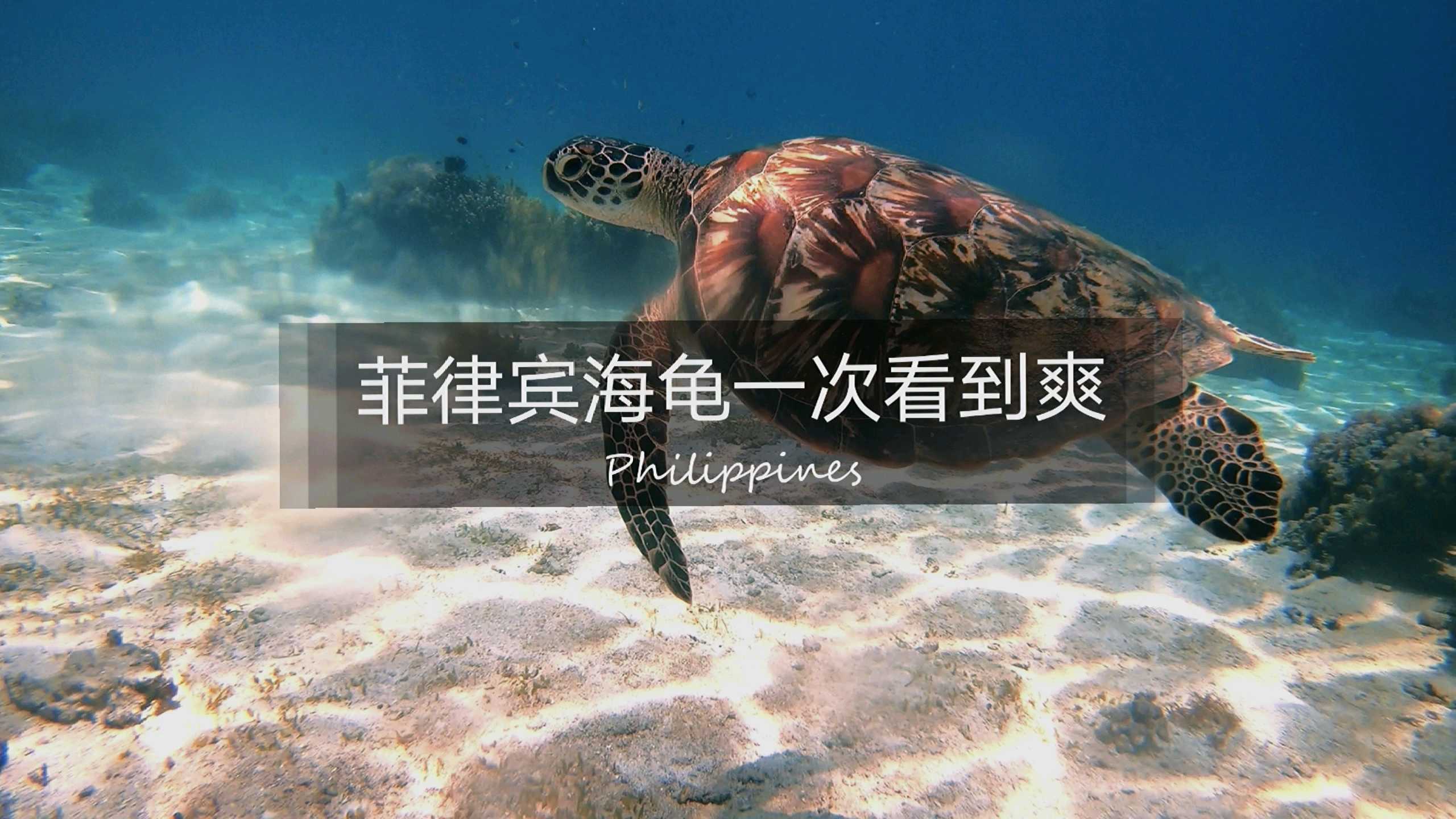菲律宾 | 海龟一次看到爽！