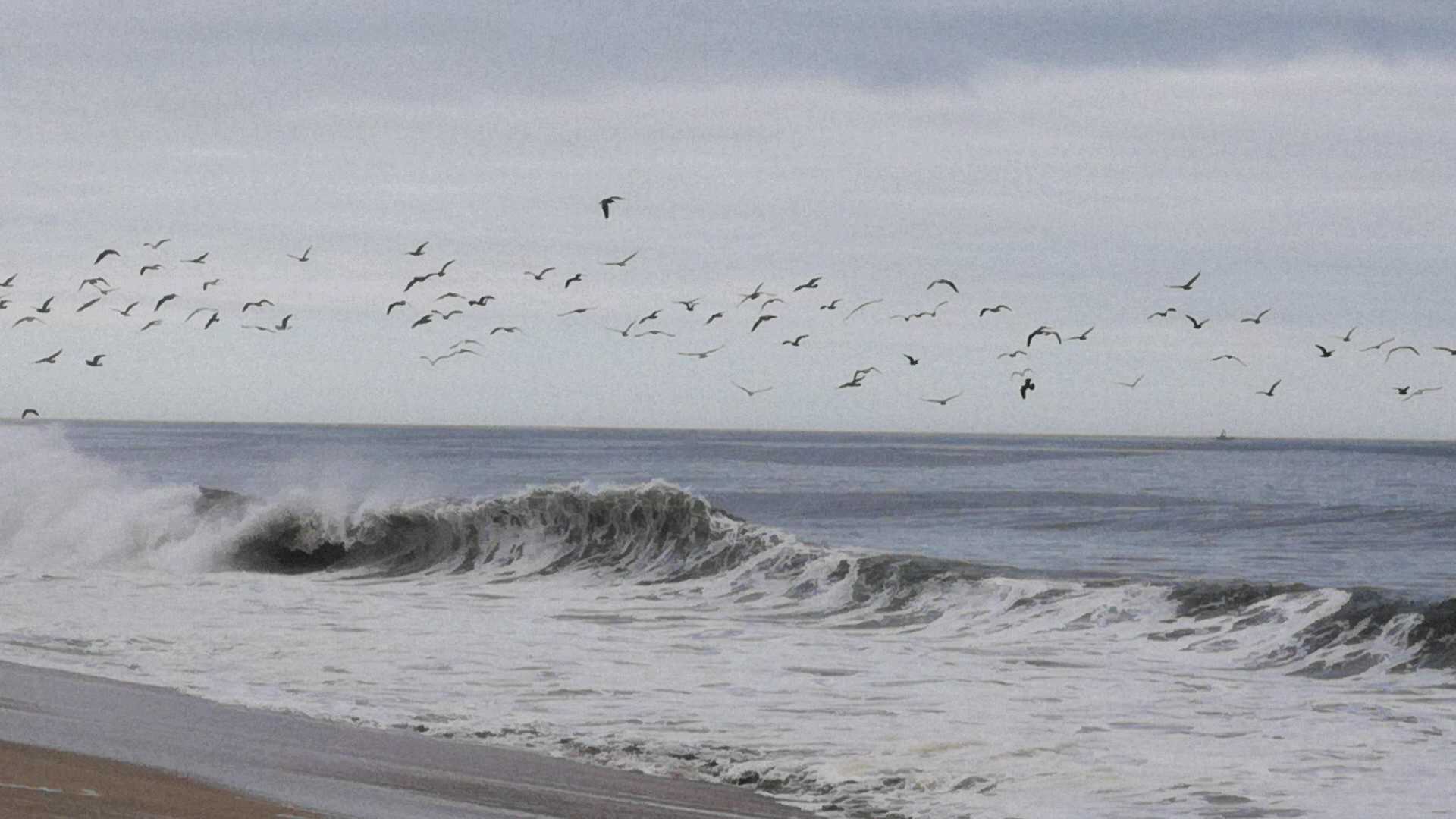 旧金山附近的半月湾，鸟儿飞翔