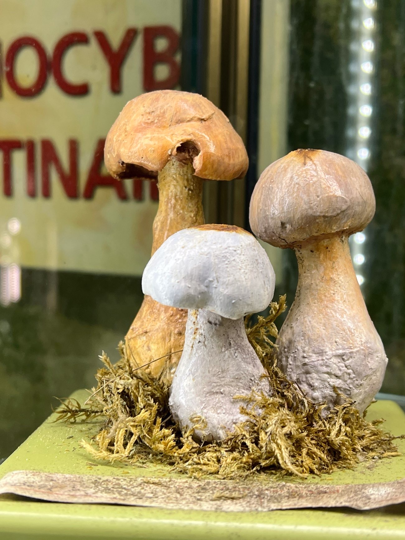 法国｜卢瓦河谷洞穴内的蘑菇博物馆
