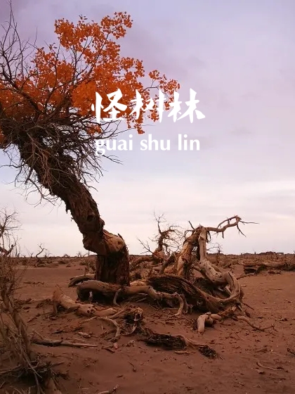 西部行39——衰老的胡杨·怪树林