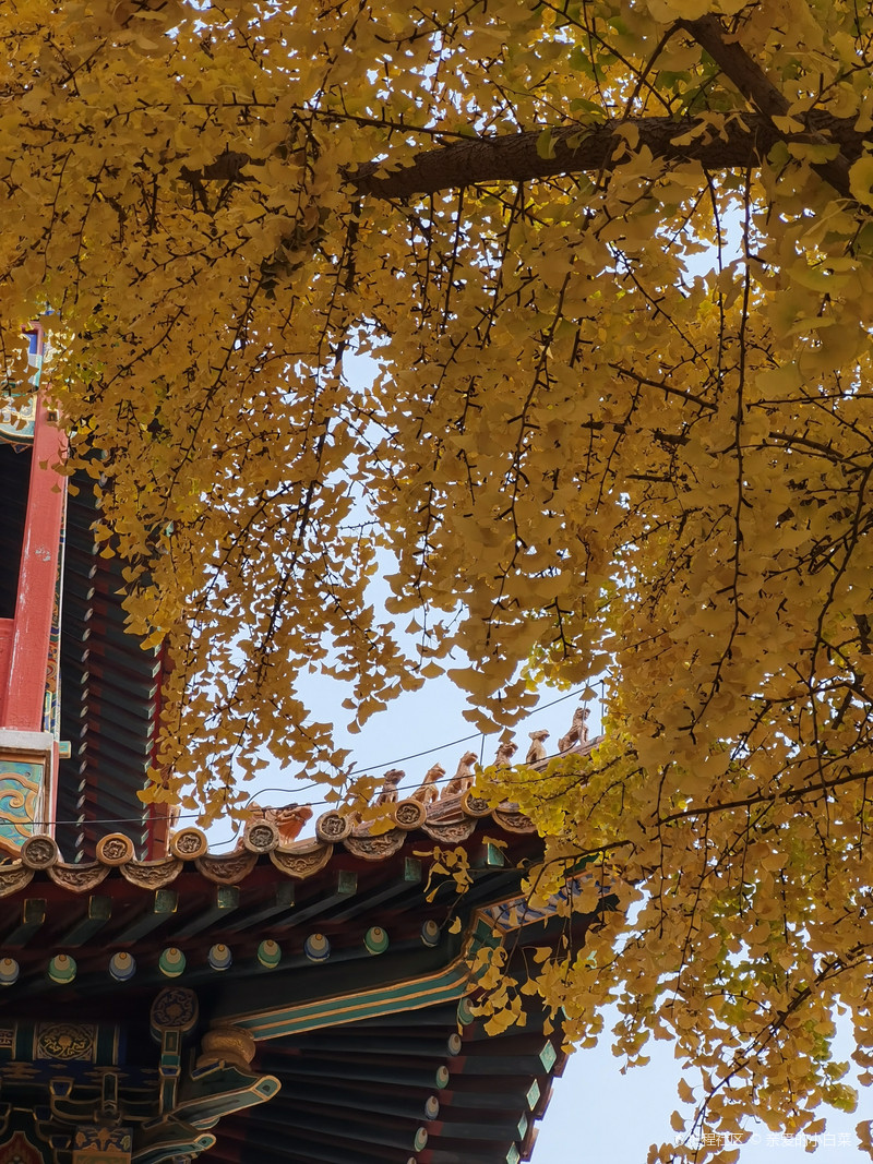 故宫银杏之十八槐（弘义阁）