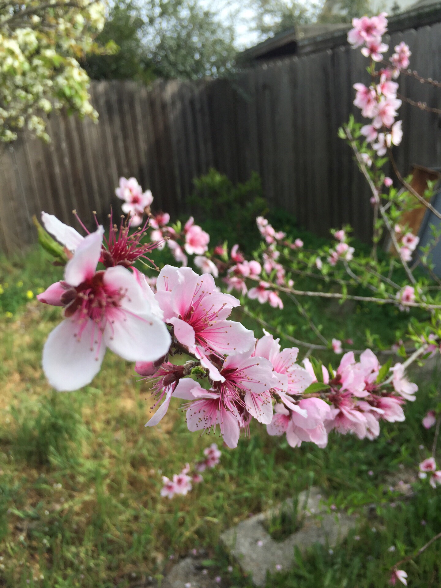 硅谷桃花