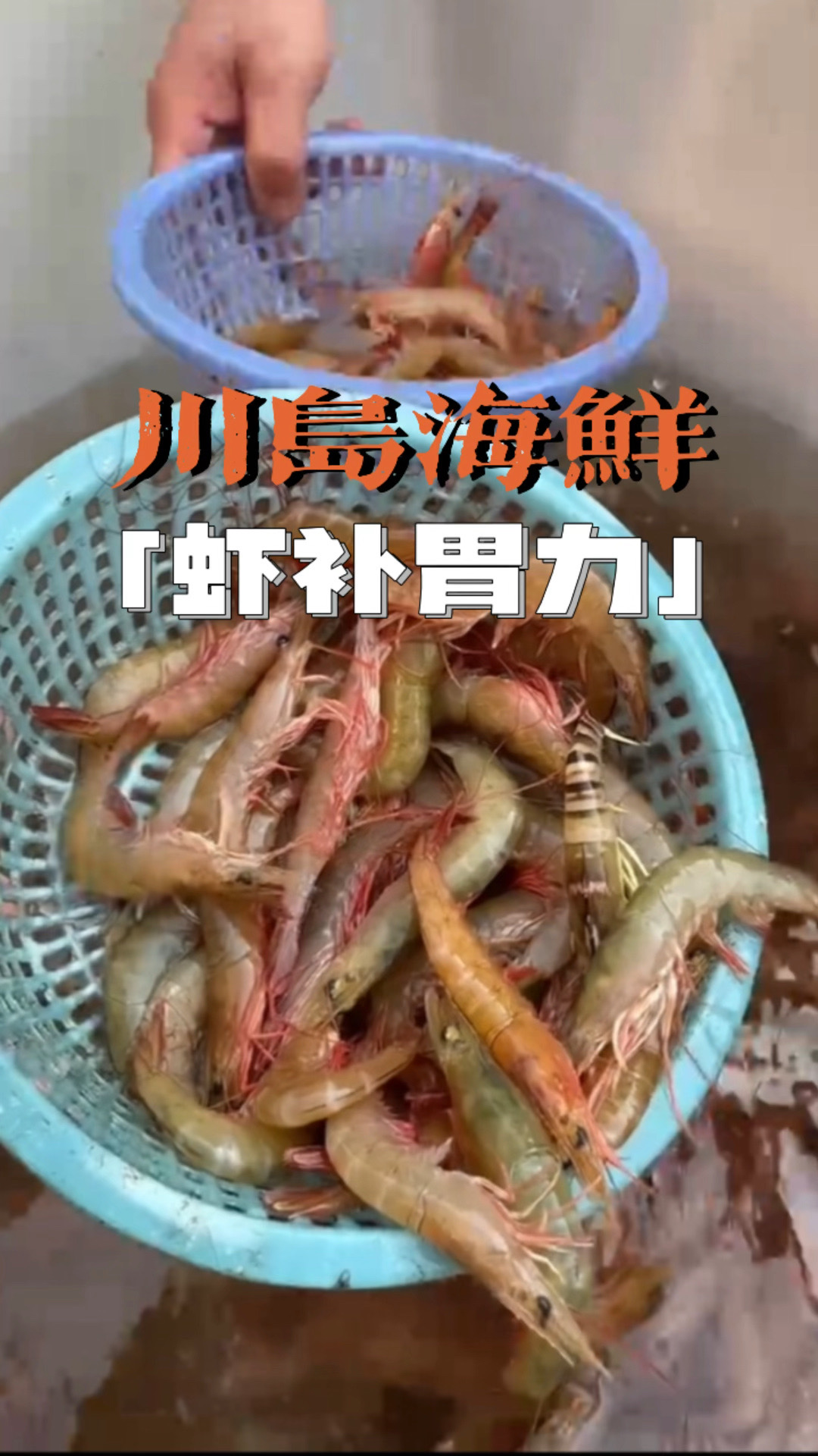 多新鲜的海#海虾 ，当地人叫中虾也叫红须虾，你们哪里叫什么#海鲜 #美食推荐官 #川岛特产