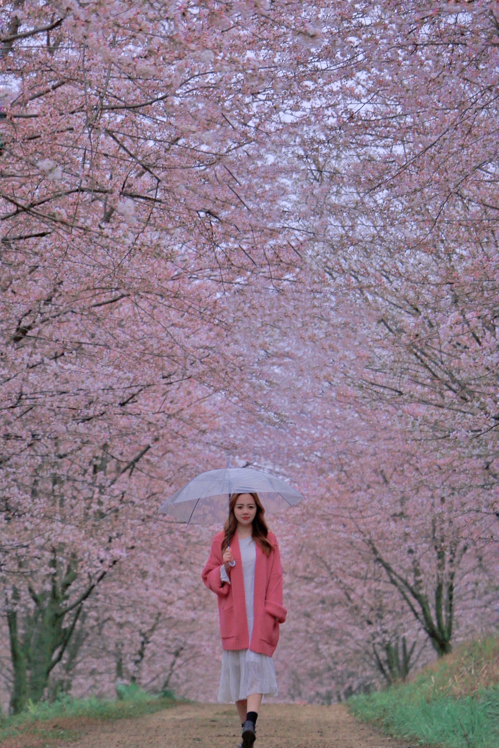 阳春三月，春之盛宴。 三月是樱花的季节，去日本看樱花被很多人纳入一生必须要做的行程。但是，看樱花必须