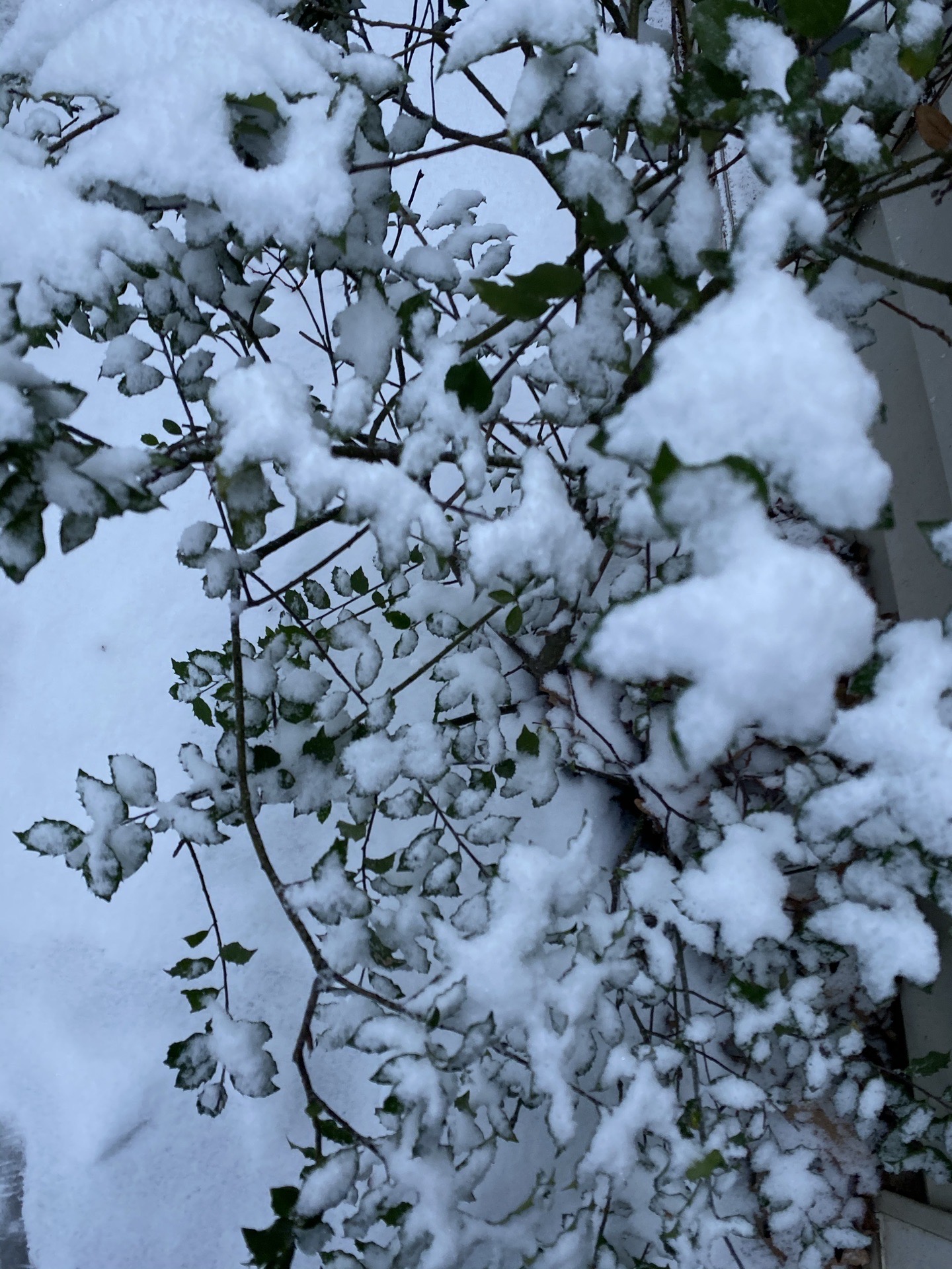 华盛顿迎来了第一场大雪，正式进入冬季模式。