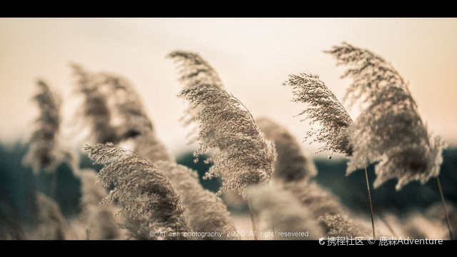 秋与芦笛——郑州龙子湖公园