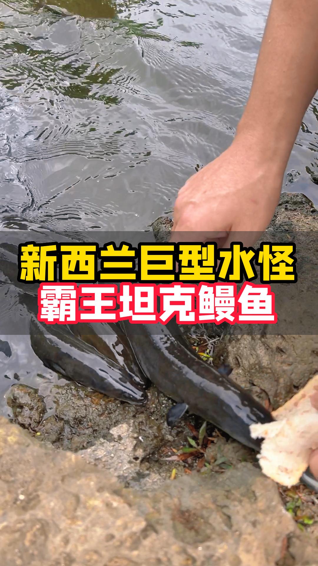 新西兰｜巨型鳗鱼泛滥成灾 长2米没人敢吃