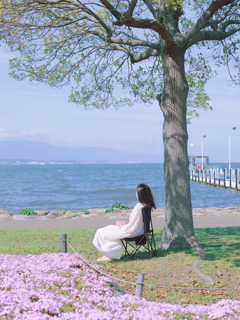 琵琶湖·芝桜花海