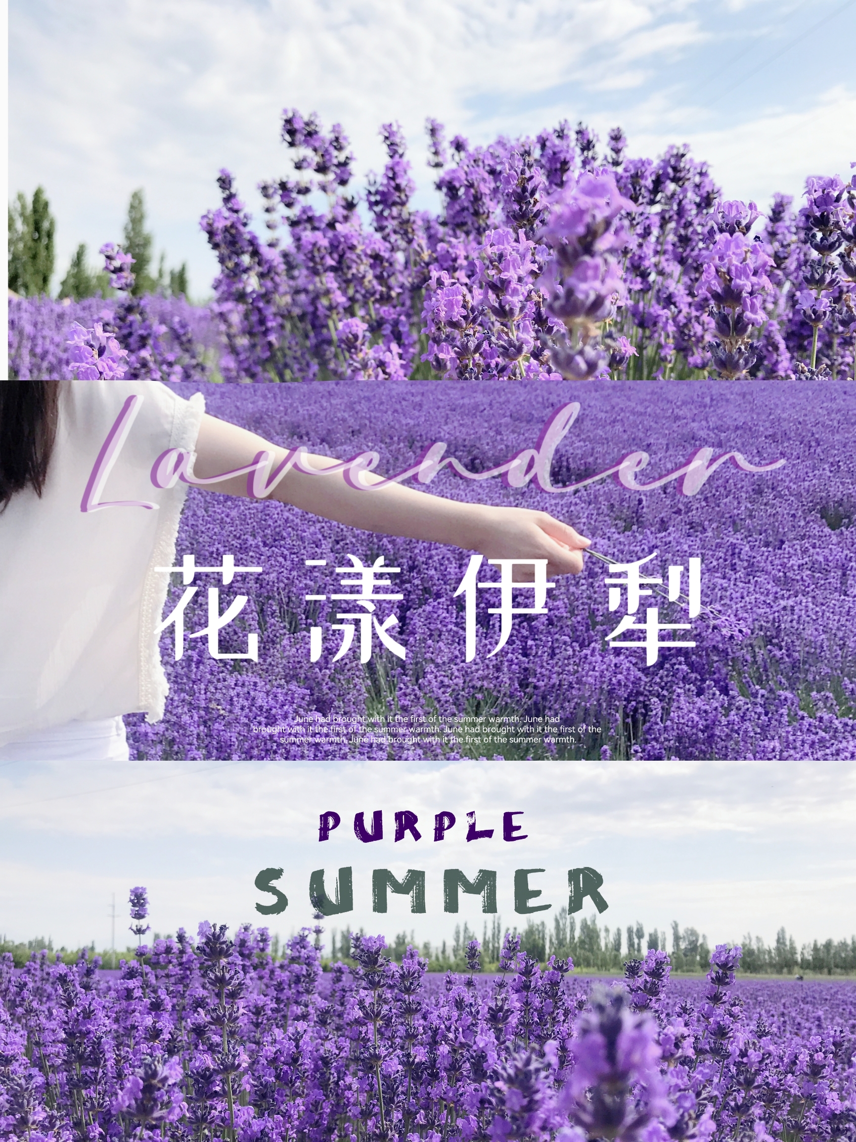新疆 | 花漾伊犁，盛夏薰衣草的紫色浪漫