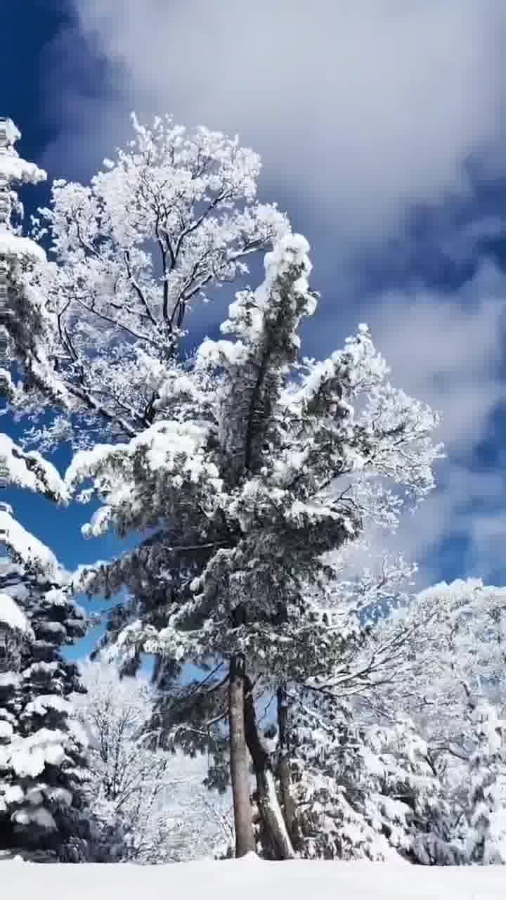 东北的雪景这样的。吉林蛟河老爷岭里童话雪世界。