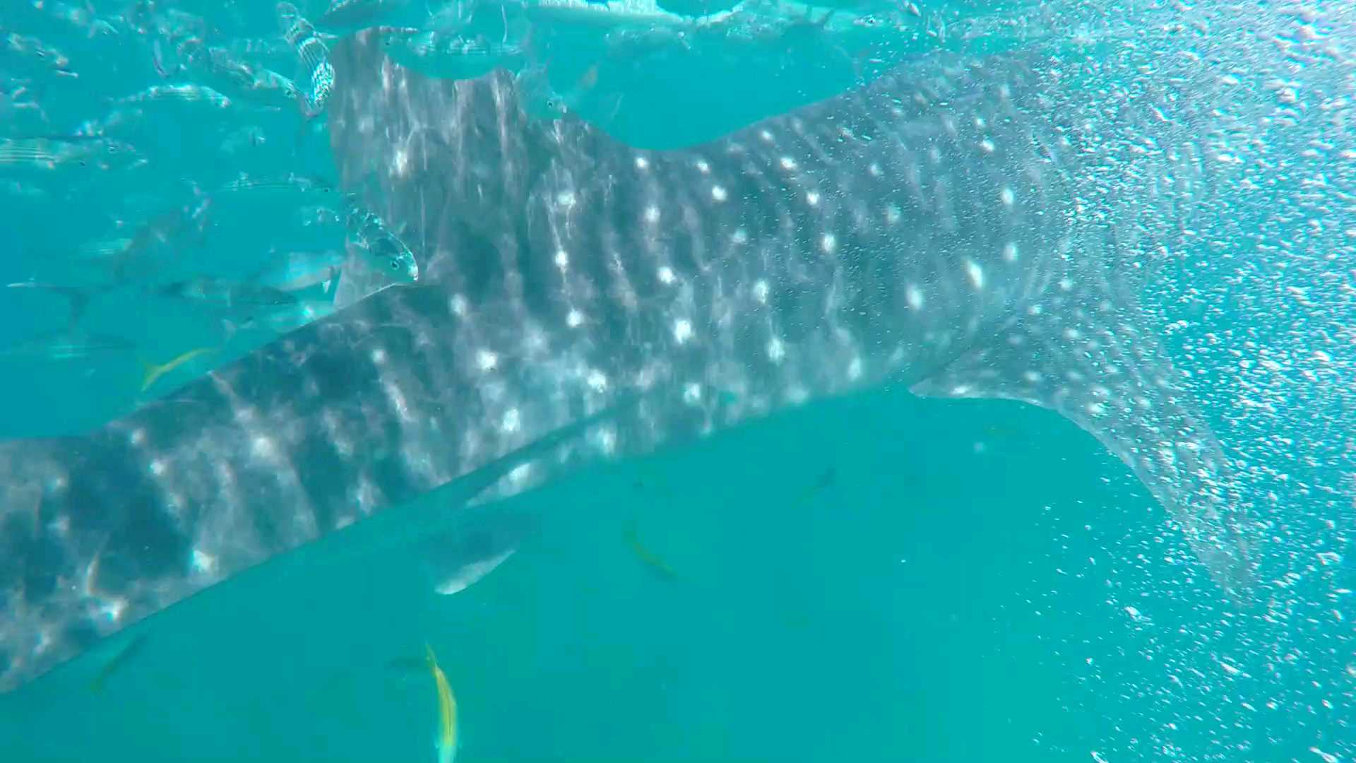 菲律宾旅行2⃣—和鲸鲨一起游泳
