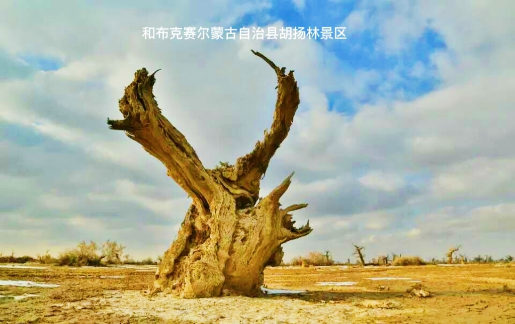 胡杨林就是胡杨树，是一种乔木，高10到15米之间，是属于杨柳科杨属的植物，是干旱大陆性气候条件下的树