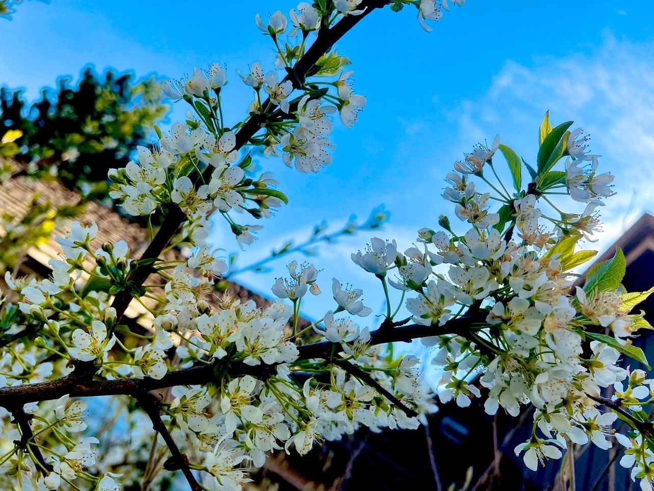 白石的桃花