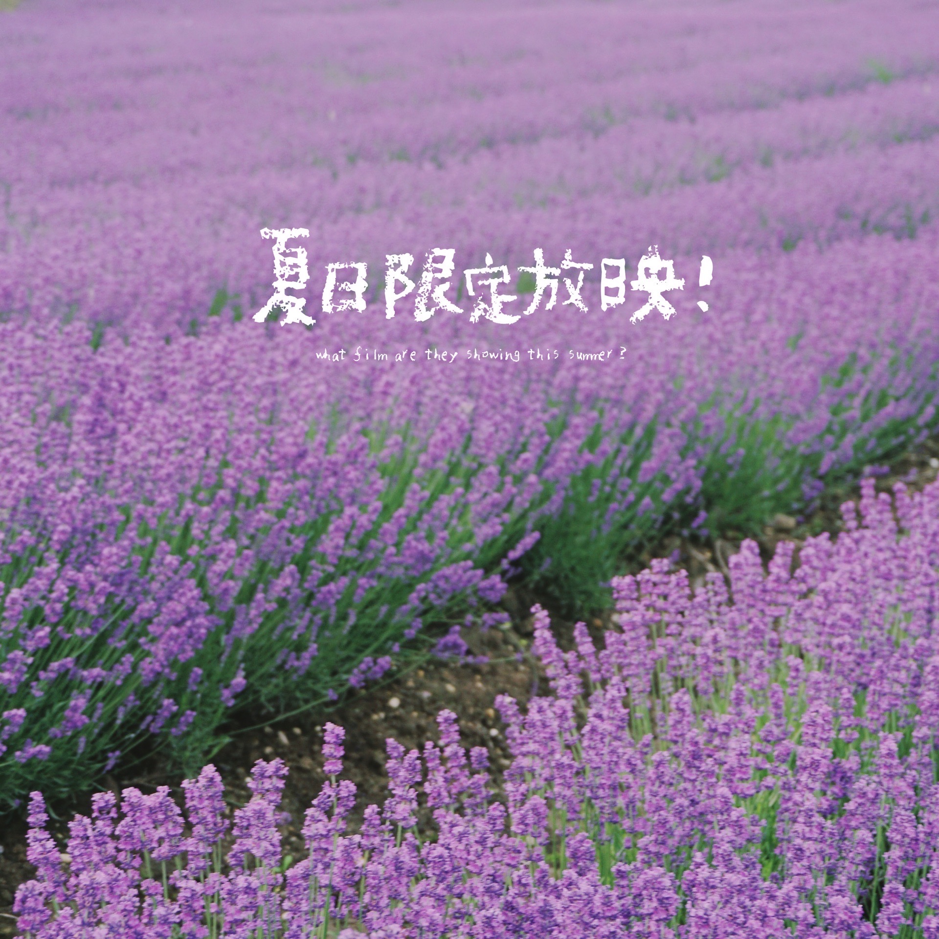 薰衣草，夏日限定放映～  漫长的夏季来临了，也是薰衣草盛开的季节，听说上海薰衣草公园5/16开园了，