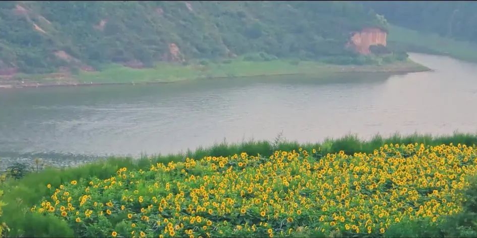 白水县林皋湖景区的百亩油葵花竞相绽放，放眼望去犹如一片金色海洋，金灿灿的花瓣随风摇曳，与林皋湖相映成